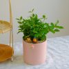 Chậu Cây Bình An để Bàn May Mắn Tài Lộc