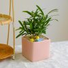 Chậu Cây Tùng La Hán để Bàn Trường Thọ May Mắn