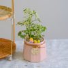 Chậu Đinh Lăng Cẩm Thạch để Bàn Thịnh Vượng May Mắn