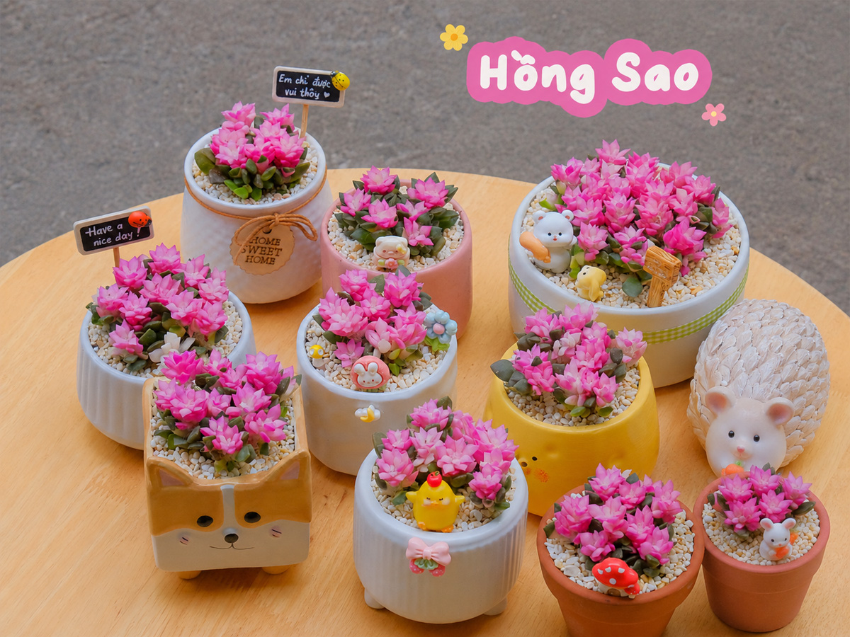Quà tặng Nữ Giới:Sen đá Hồng Sao – lời chúc tỏa sáng theo cách riêng