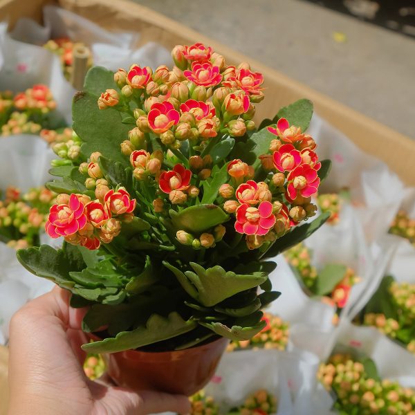 Chậu Cây Sống Đời Kép Hoa Đỏ Cam Để Bàn