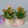 Chậu Cây Sống Đời Kép Hoa Đỏ Cam Để Bàn