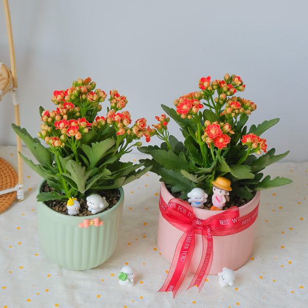 Chậu Cây Sống Đời Kép Hoa Đỏ Cam Để Bàn