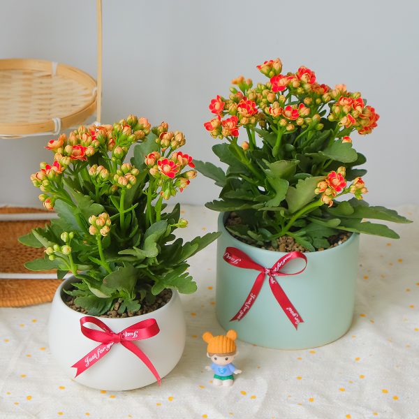 Chậu Cây Sống Đời Kép Hoa Đỏ Cam Để Bàn