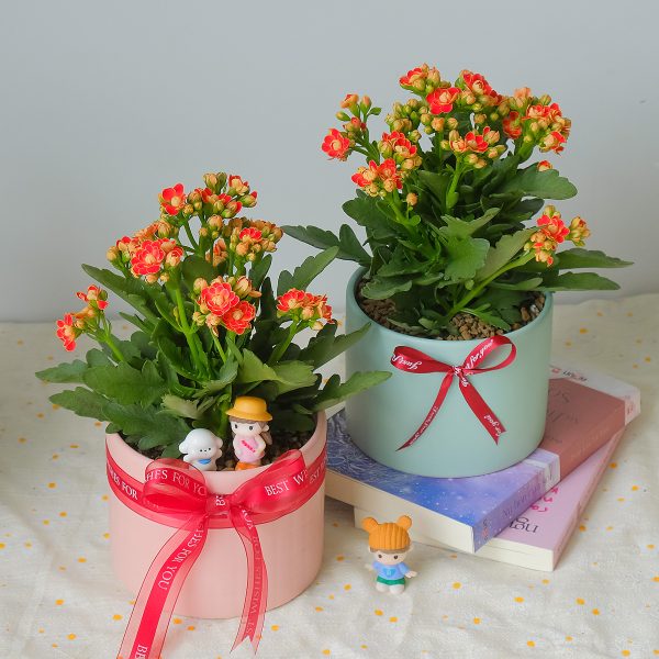 Chậu Cây Sống Đời Kép Hoa Đỏ Cam Để Bàn