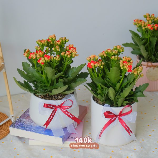 Chậu Cây Sống Đời Kép Hoa Đỏ Cam Để Bàn
