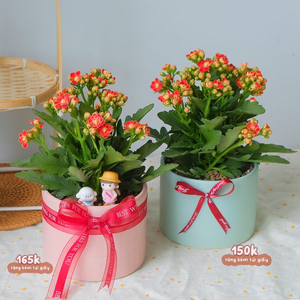 Chậu Cây Sống Đời Kép Hoa Đỏ Cam Để Bàn