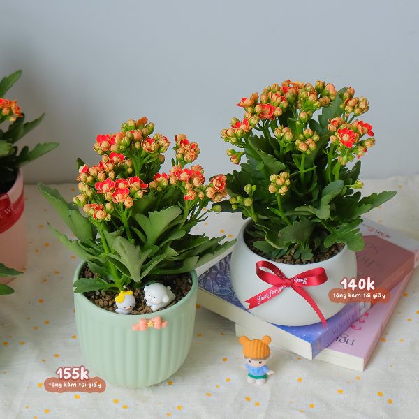 Chậu Cây Sống Đời Kép Hoa Đỏ Cam Để Bàn