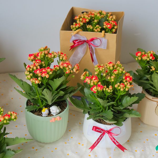 Chậu Cây Sống Đời Kép Hoa Đỏ Cam Để Bàn