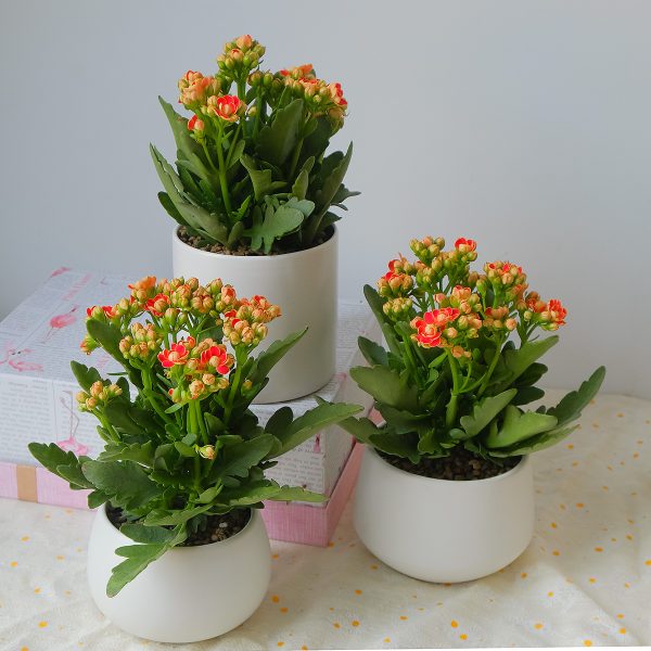 Chậu Cây Sống Đời Kép Hoa Đỏ Cam Để Bàn