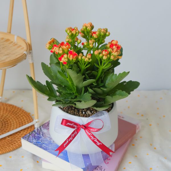 Chậu Cây Sống Đời Kép Hoa Đỏ Cam Để Bàn