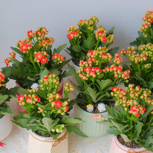 Chậu Cây Sống Đời Kép Hoa Đỏ Cam Để Bàn