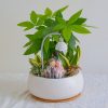 Tiểu Cảnh Kim Ngân Mix Lưỡi Hổ Cẩm Nhung – Quà Tặng May Mắn