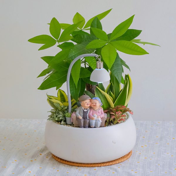 Tiểu Cảnh Kim Ngân Mix Lưỡi Hổ Cẩm Nhung – Quà Tặng May Mắn