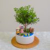 Chậu Tiểu Diệp Xích Nam Mix May Mắn để Bàn Tài Lộc Hạnh Phúc