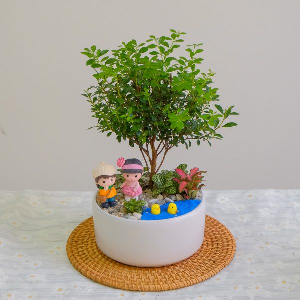 Chậu Tiểu Diệp Xích Nam Mix May Mắn để Bàn Tài Lộc Hạnh Phúc