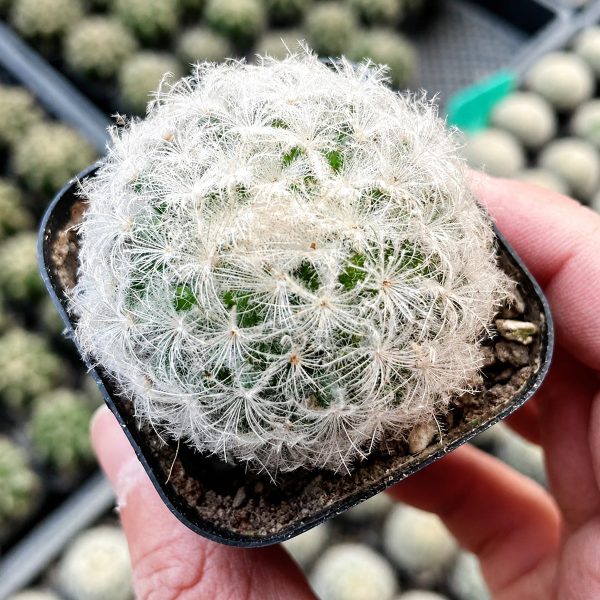Xuong Rong Bong Gon Mami Plumosa