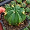 Xuong Rong Ferocactus Macrodiscus