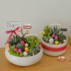 Tiểu Cảnh Xương Rồng Mix Sen Đá – Khu Vườn Nhỏ Mẫu 01