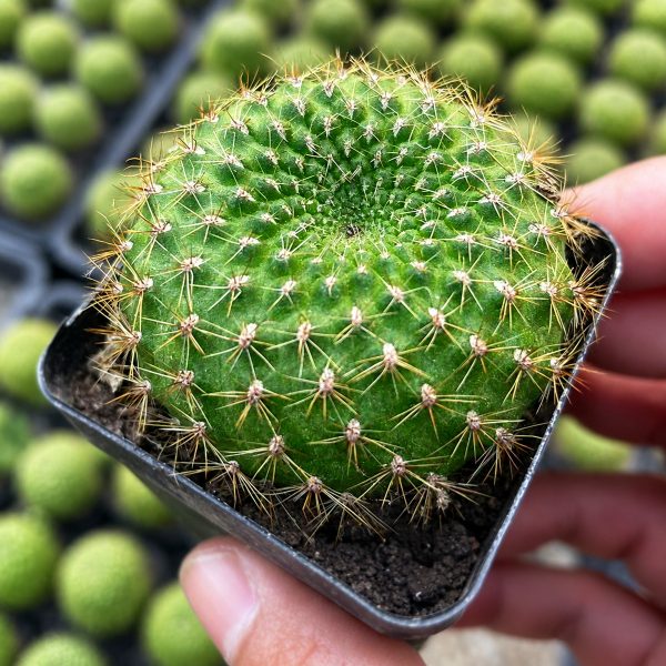 Xuong Rong Rebutia