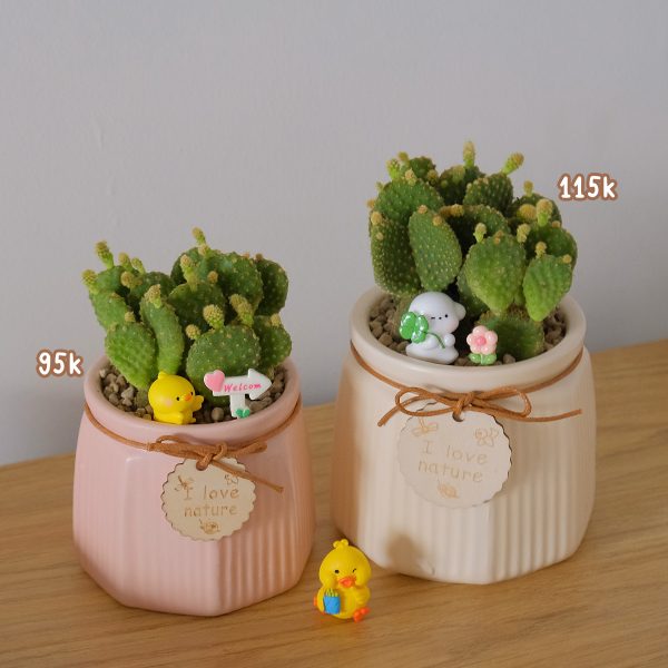 Xương Rồng Tai Thỏ Mini Để Bàn Kèm Chậu & Phụ Kiện