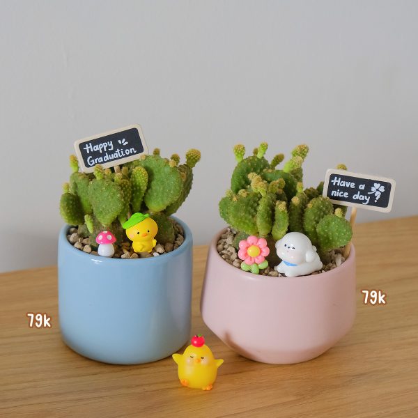Xương Rồng Tai Thỏ Mini Để Bàn Kèm Chậu & Phụ Kiện