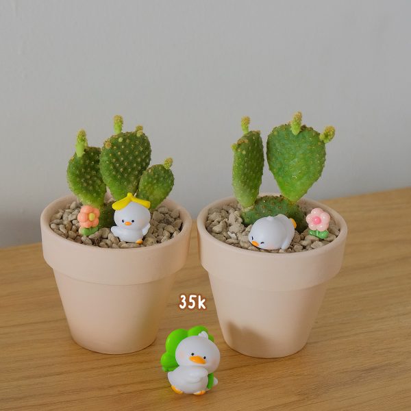 Xương Rồng Tai Thỏ Mini Để Bàn Kèm Chậu & Phụ Kiện