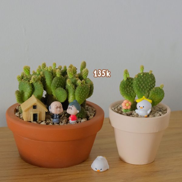 Xương Rồng Tai Thỏ Mini Để Bàn Kèm Chậu & Phụ Kiện