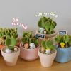 Xương Rồng Tai Thỏ Mini Để Bàn Kèm Chậu & Phụ Kiện