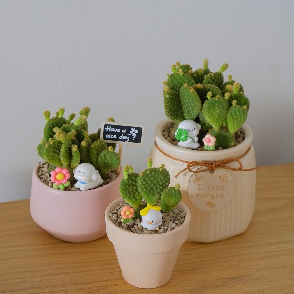 Xương Rồng Tai Thỏ Mini Để Bàn Kèm Chậu & Phụ Kiện