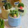 Xương Rồng Trứng Chim Mini Chậu Sứ Kèm Phụ Kiện