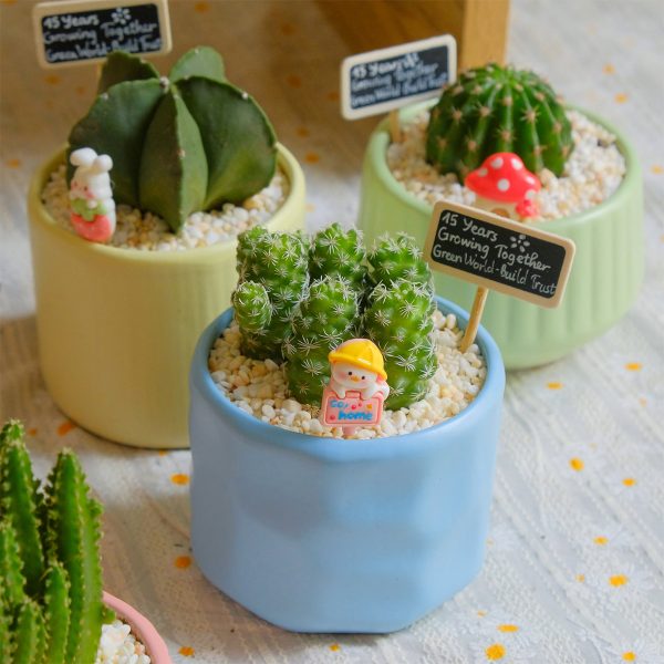 Xương Rồng Trứng Chim Mini Chậu Sứ Kèm Phụ Kiện