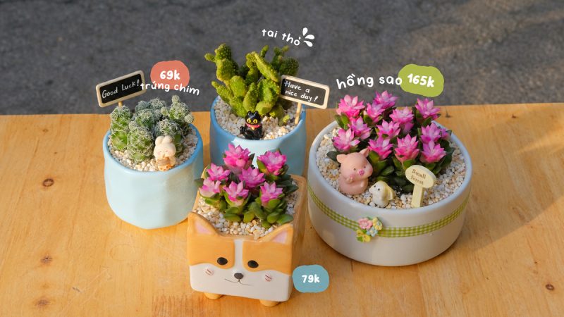 Đây Chính Là Lý Do Chậu Sen đá Hồng Sao Của Bạn Vừa Mua Về Chưa Bao Lâu đã Lụi Tàn