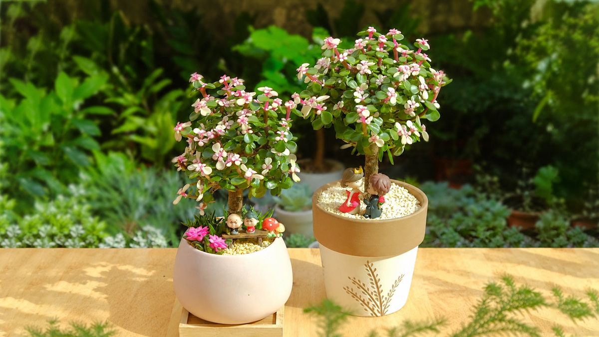 Bật mí 10 chậu cây tặng mẹ 20/10: Ý nghĩa, bền lâu, dễ chăm