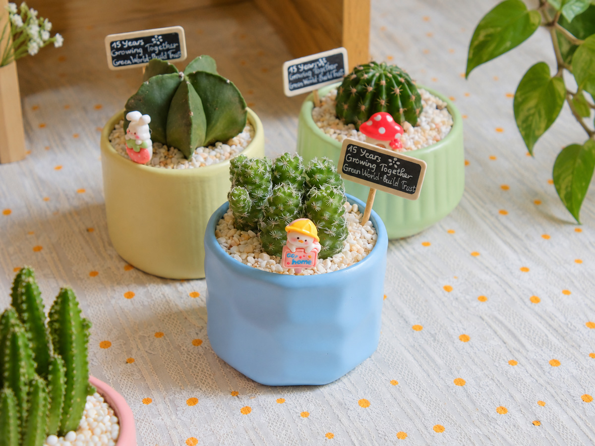Bật Mí 10 Chậu Cây Tặng Vợ, Người Yêu 20/10: Lãng Mạn, Xinh Xắn Và Dễ Chăm