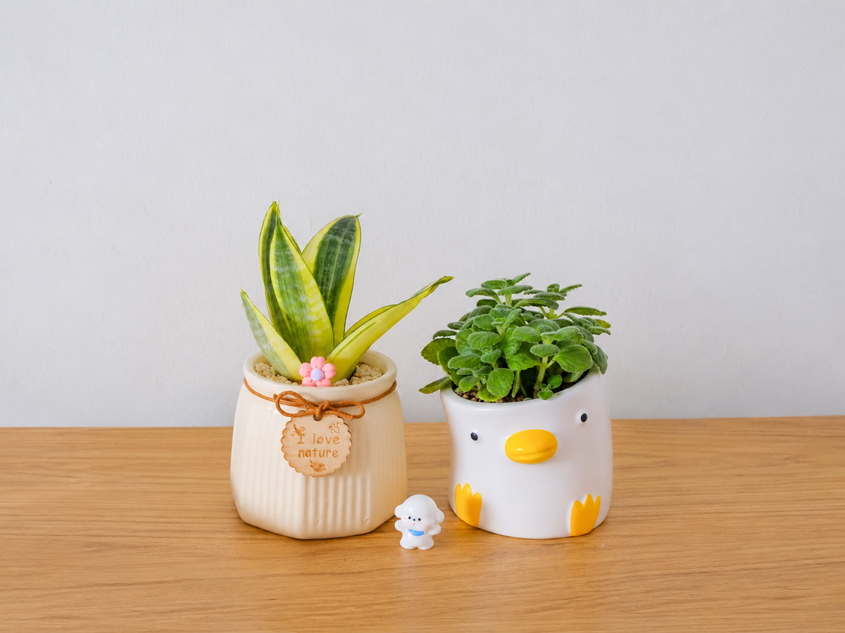 Bật Mí 10 Chậu Cây Tặng Vợ, Người Yêu 20/10: Lãng Mạn, Xinh Xắn Và Dễ Chăm