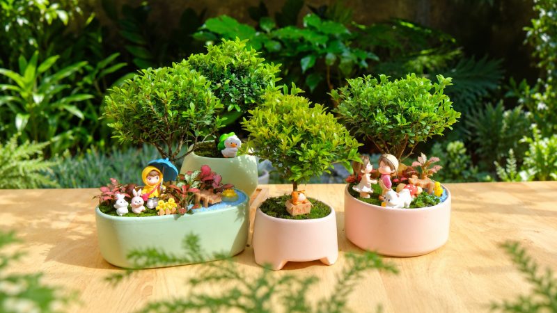 Bật Mí 10 Chậu Cây Tặng Vợ, Người Yêu 20/10: Lãng Mạn, Xinh Xắn Và Dễ Chăm