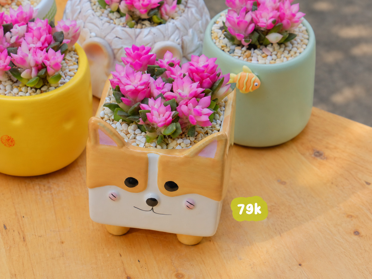 Top 20 Cây Quà Tặng 20/10 Cho Mẹ, Người Yêu Và đồng Nghiệp
