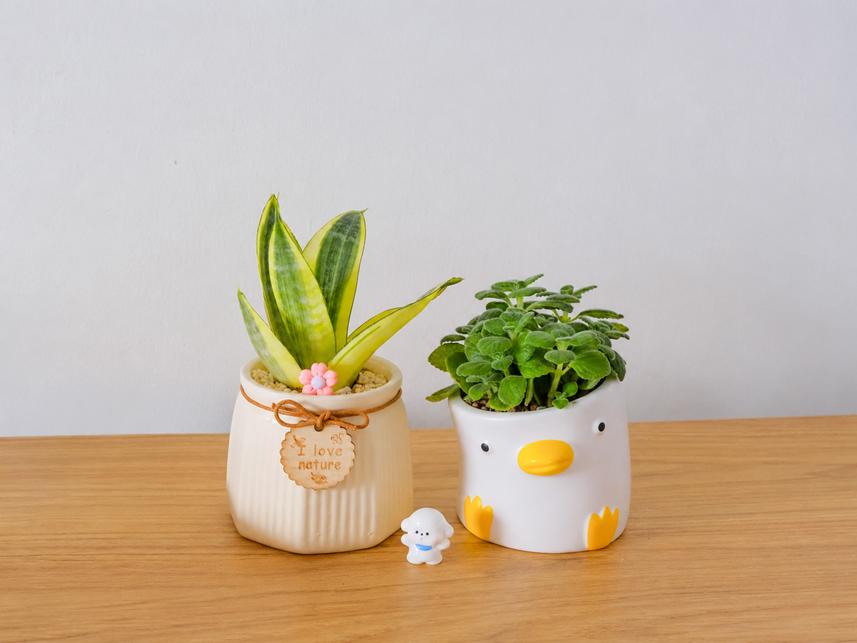 Top 20 Quà Tặng 20-10 Bằng Cây Nhất Mạt Hương – món quà dành cho người thích sự nhẹ nhàng