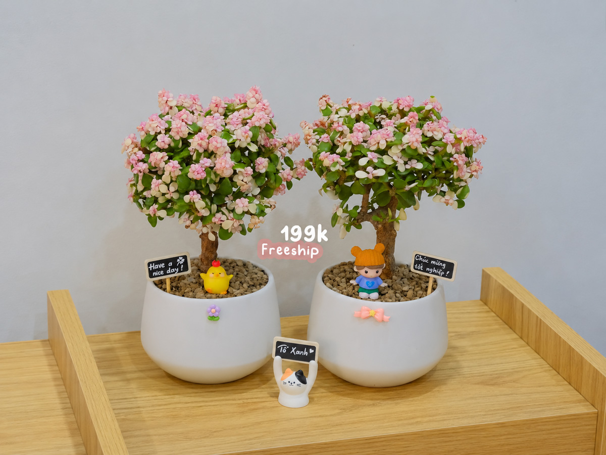 Top 20 Quà Tặng 20-10 Bằng Cây Sen Đá Đô La Hồng Dáng Thụ – lời chúc cho những điều đang lớn lên