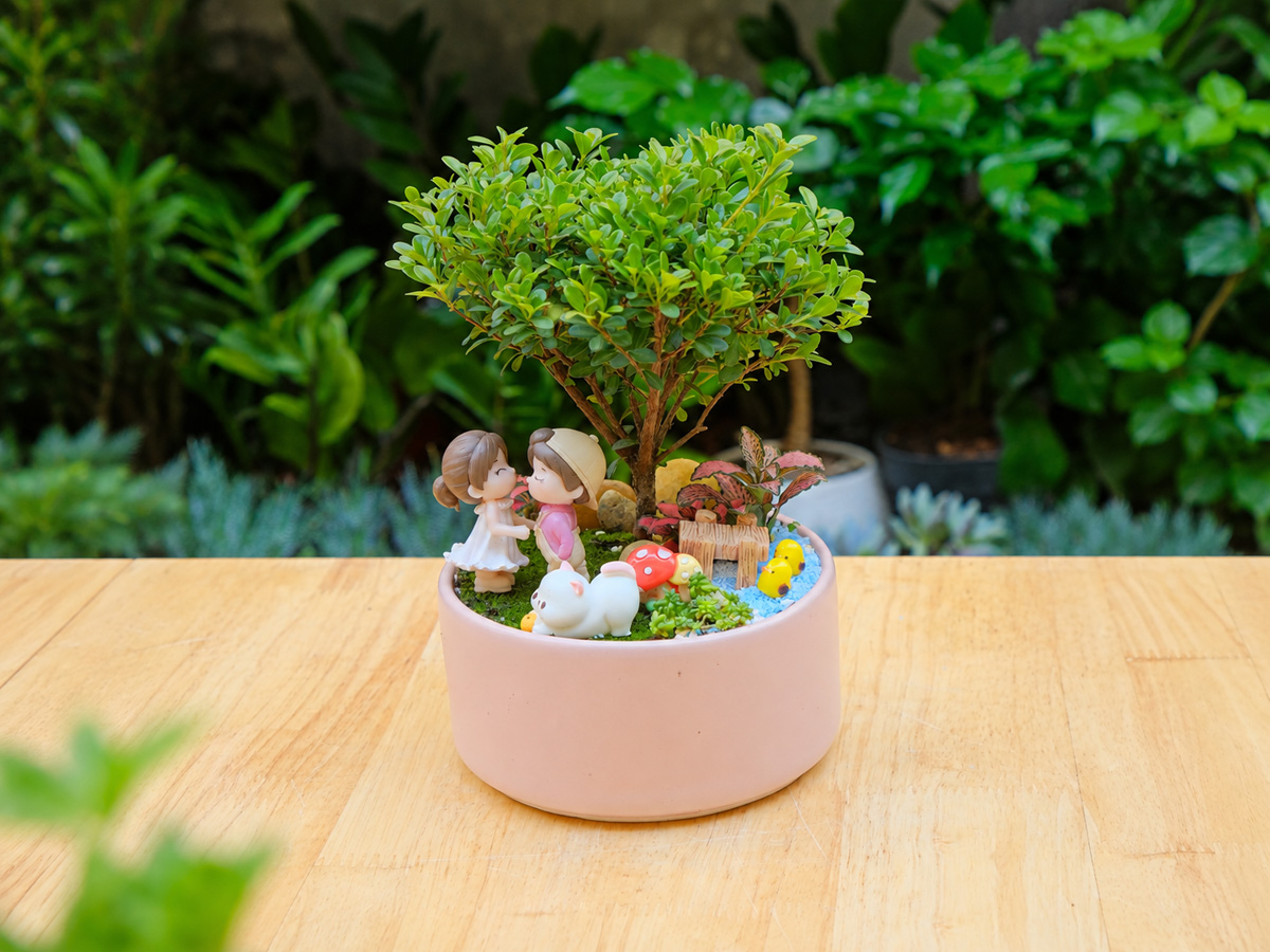 Top 20 Quà Tặng 20-10 Bằng Cây Tiểu Diệp Xích Nam – một góc nhỏ gửi lời chúc bình yên