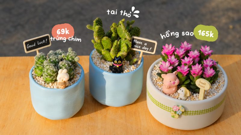 Top 20 Quà Tặng 20 10 Bằng Cây Cho Mẹ, Người Yêu Và đồng Nghiệp