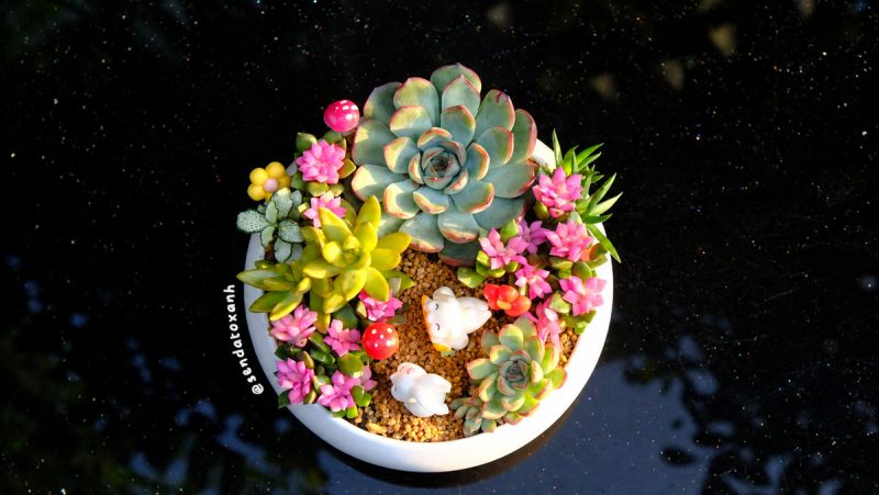 Sen đá Là Gì? Vì Sao Loài Cây Nhỏ Này được Nhiều Người Yêu Thích?