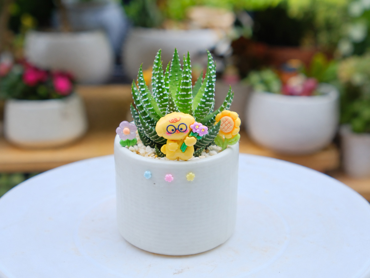 Sen đá Là Gì? Vì Sao Loài Cây Nhỏ Này được Nhiều Người Yêu Thích?