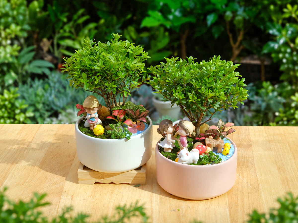 Tiểu Cảnh Tiểu Diệp Xích Nam Để Bàn Biểu Tượng Tài Lộc & Thịnh Vượng