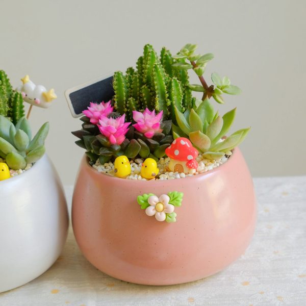 Chậu Hạt Dẻ Mix Cây Mini – Tiểu Cảnh May Mắn, Trang Trí Bàn Làm Việc