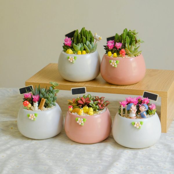 Chậu Hạt Dẻ Mix Cây Mini – Tiểu Cảnh May Mắn, Trang Trí Bàn Làm Việc