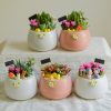 Chậu Hạt Dẻ Mix Cây Mini – Tiểu Cảnh May Mắn, Trang Trí Bàn Làm Việc