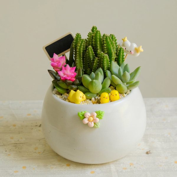 Chậu Hạt Dẻ Mix Cây Mini – Tiểu Cảnh May Mắn, Trang Trí Bàn Làm Việc
