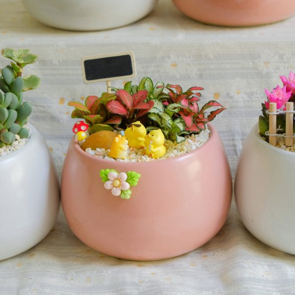 Chậu Hạt Dẻ Mix Cây Mini – Tiểu Cảnh May Mắn, Trang Trí Bàn Làm Việc